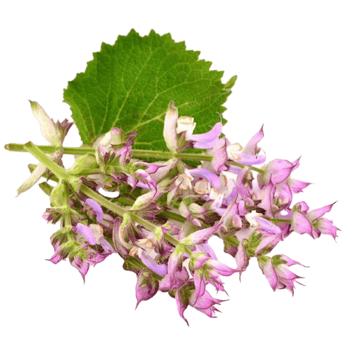 Clary-Sage 1