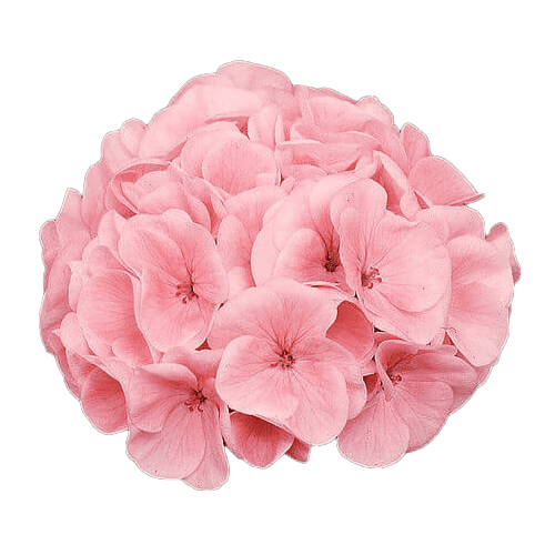 Geranium 1